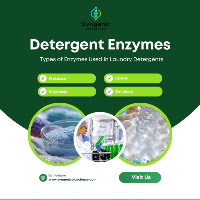 Detergent Enzyme