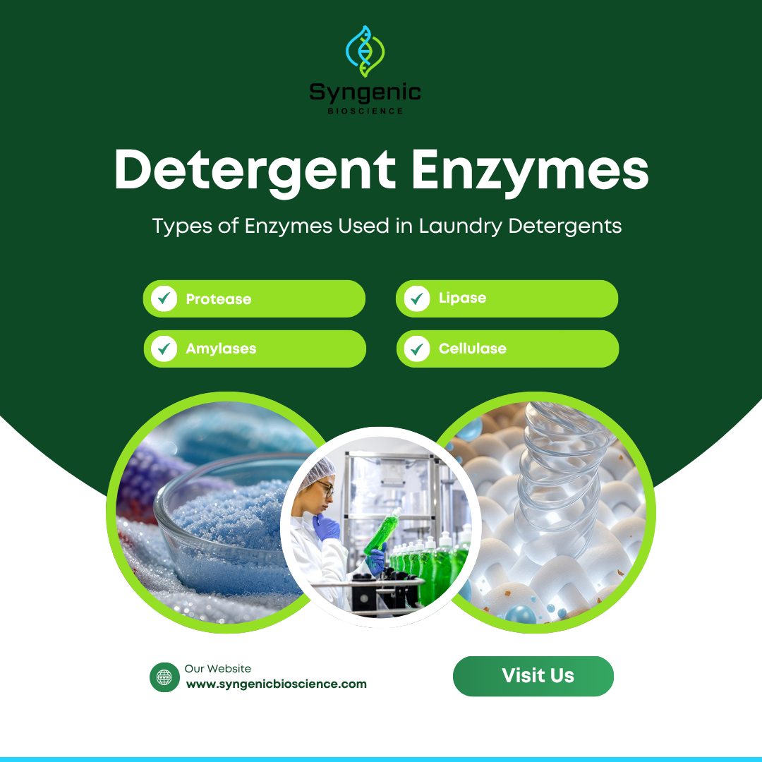 Detergent Enzyme