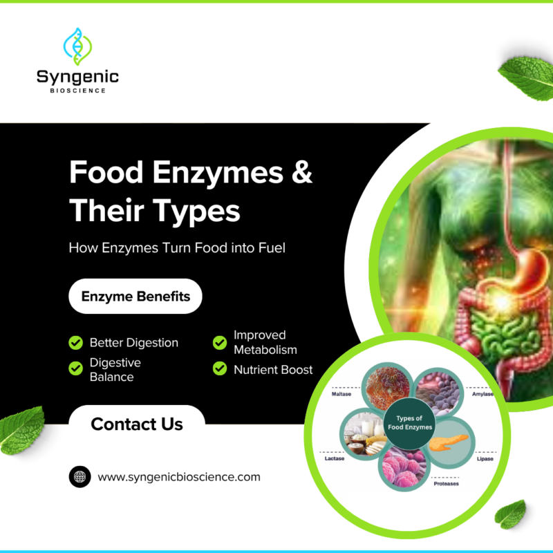 What Are Food Enzymes, and Their Types